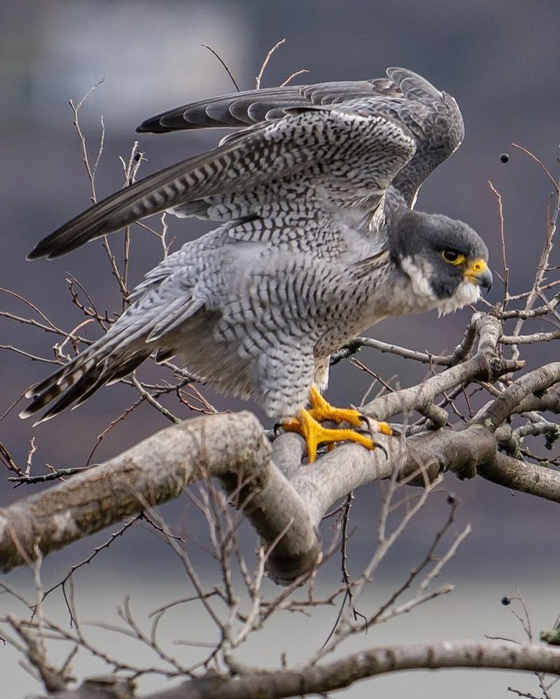 Raptors Including Hawks Owls And Falcons