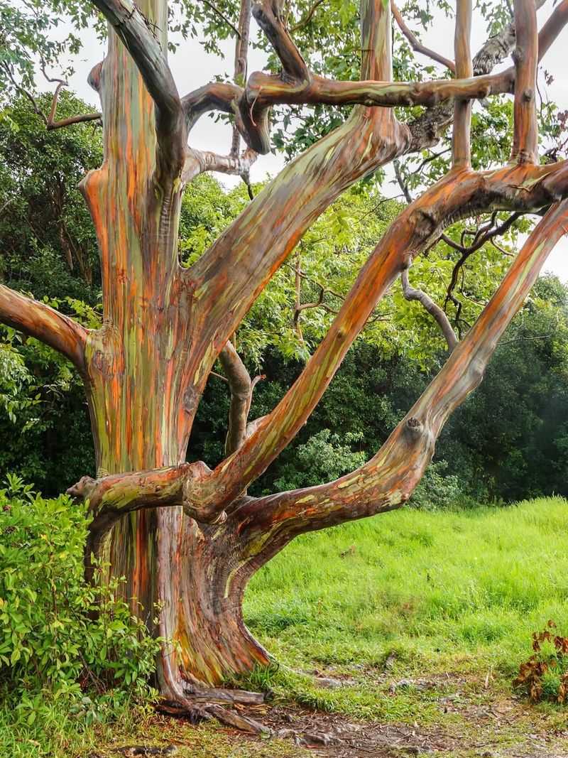 Intentional Planting By Collectors And Institutions