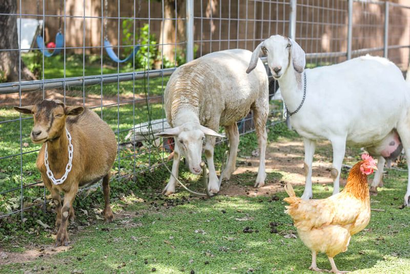 Livestock Or Farm Animals In Residential Zones