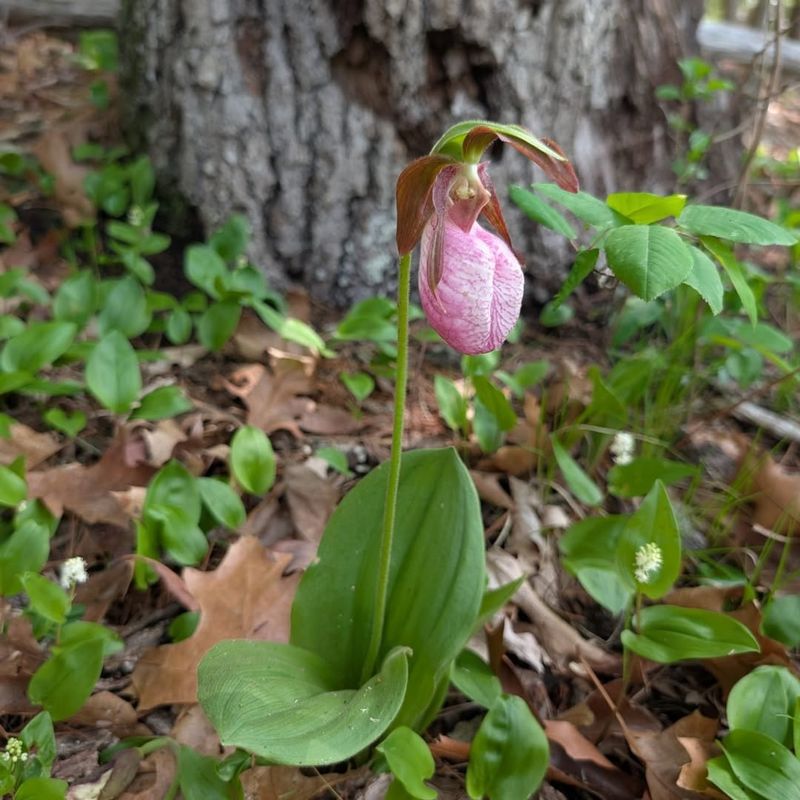 Conservation Efforts Focus On Education, Not Cultivation