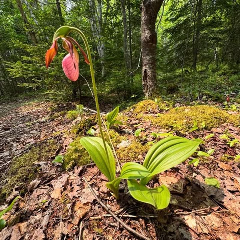 Symbiotic Fungi Relationship Keeps These Orchids Alive
