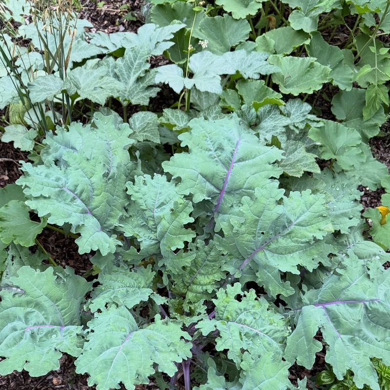 Accepting Slower Growth Instead Of Forcing Fertilizer