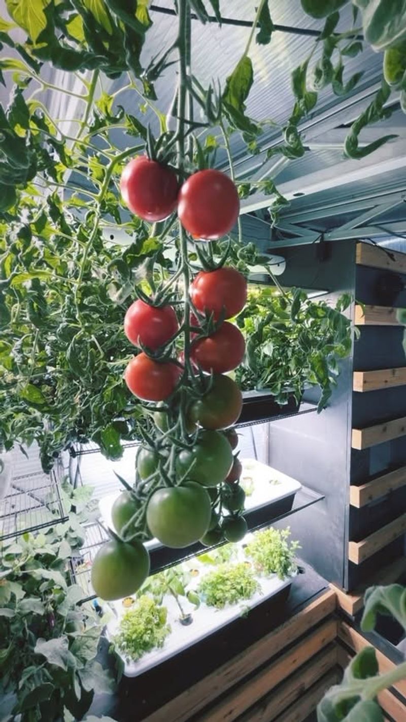 A Rising Interest In Homegrown Produce And Food Security