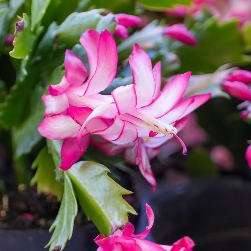 Pruning And Shaping For Maximum Bud Development