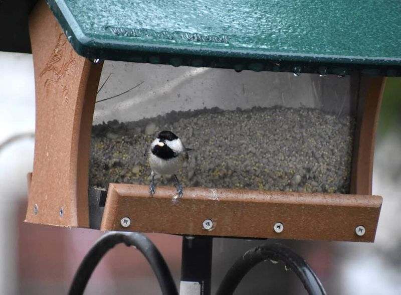 Water Sources Remain Available At Maintained Feeders