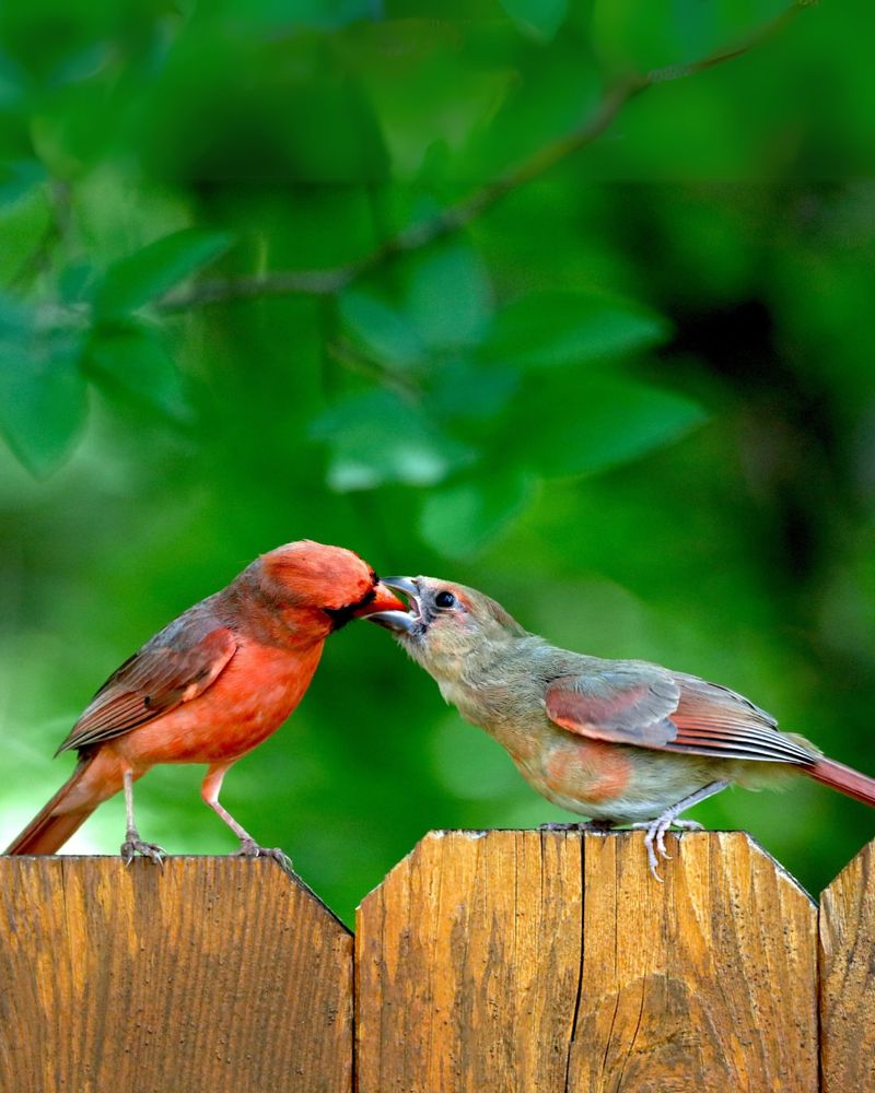 Mating Season Preparations Begin In Winter