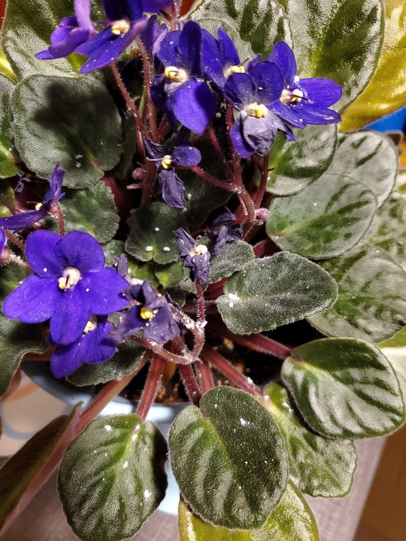 Watch For Pests And Problems