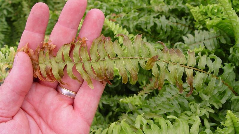 Monitor And Remove Any Brown Or Damaged Fronds