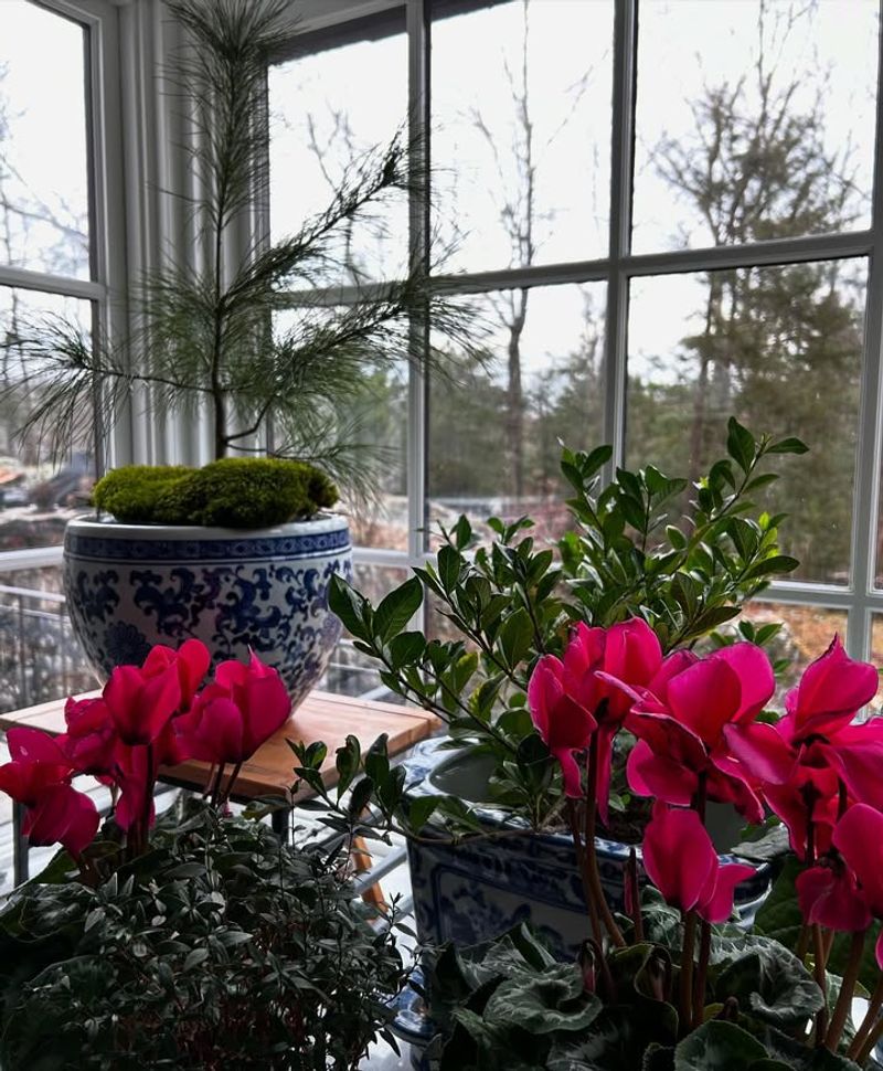 Increase Humidity Around The Plant