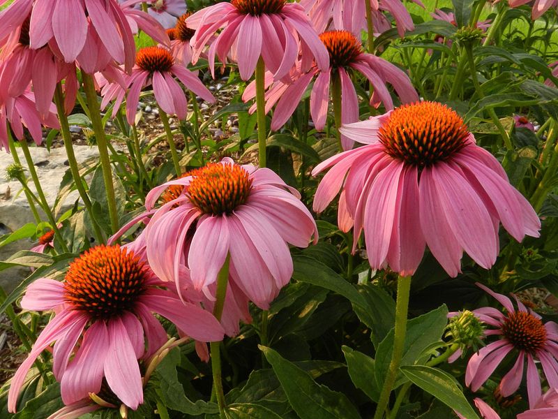 Apply Proper Fertilization Techniques