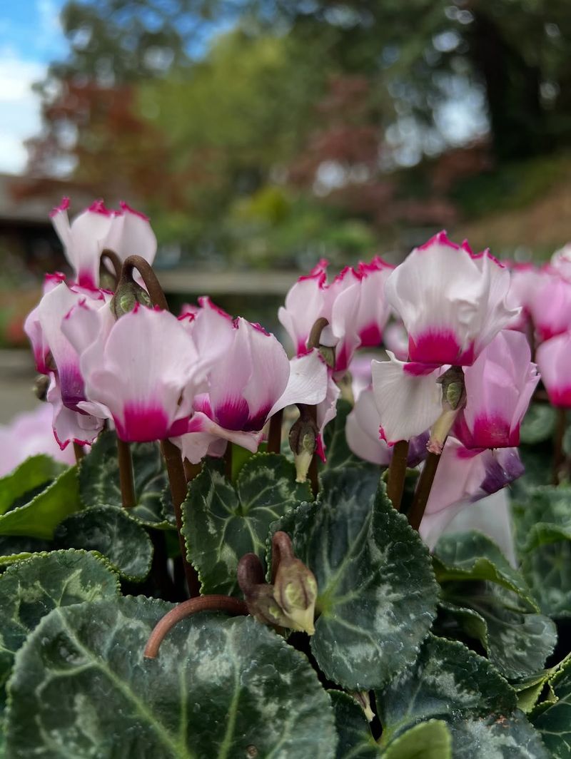 Plan for Summer Dormancy Ahead of Time