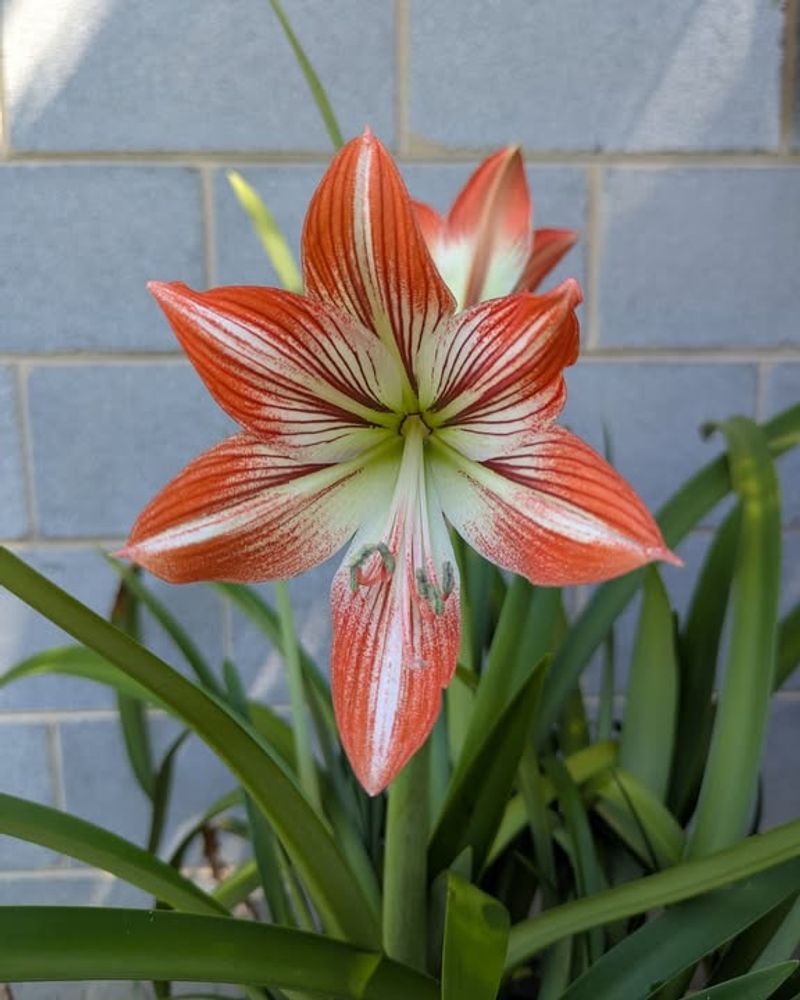 Adjust Watering Schedule To Prevent Stem Weakness