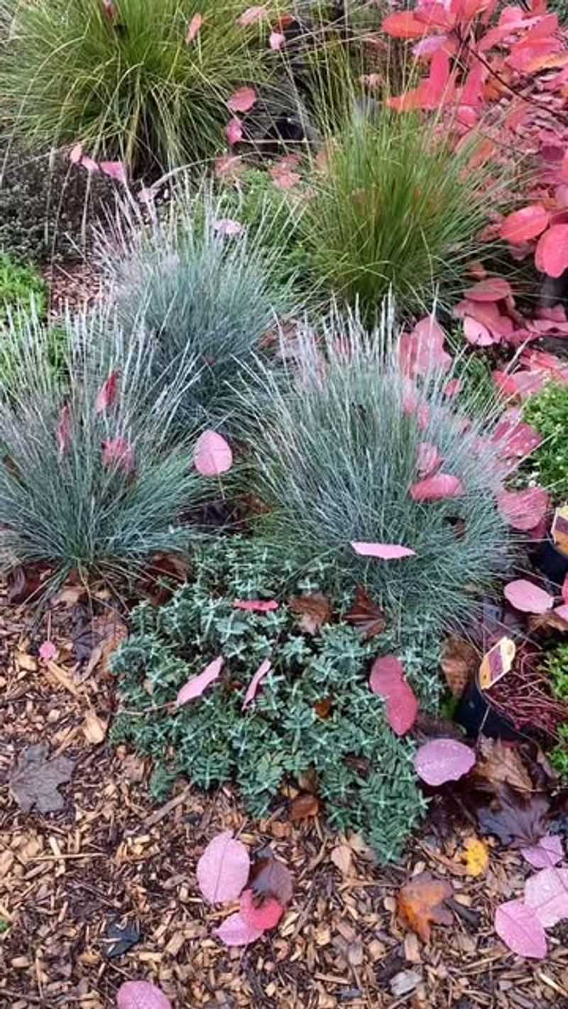 Reduce Lawn Size Gradually