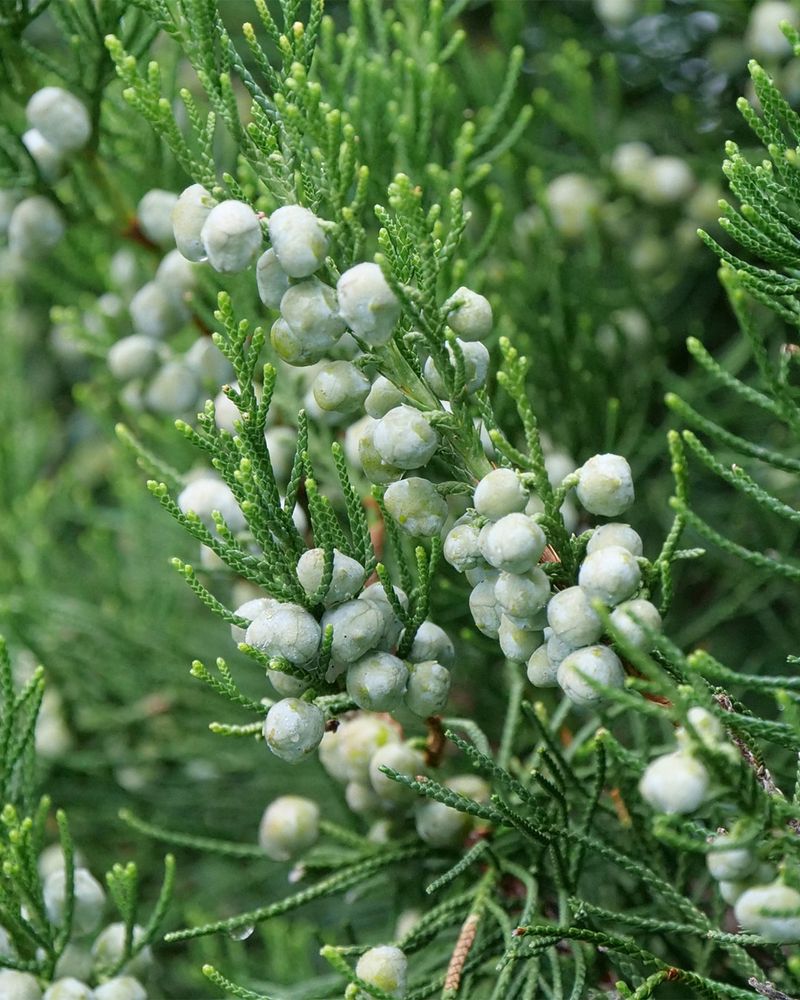 Plant For Year-Round Food Sources