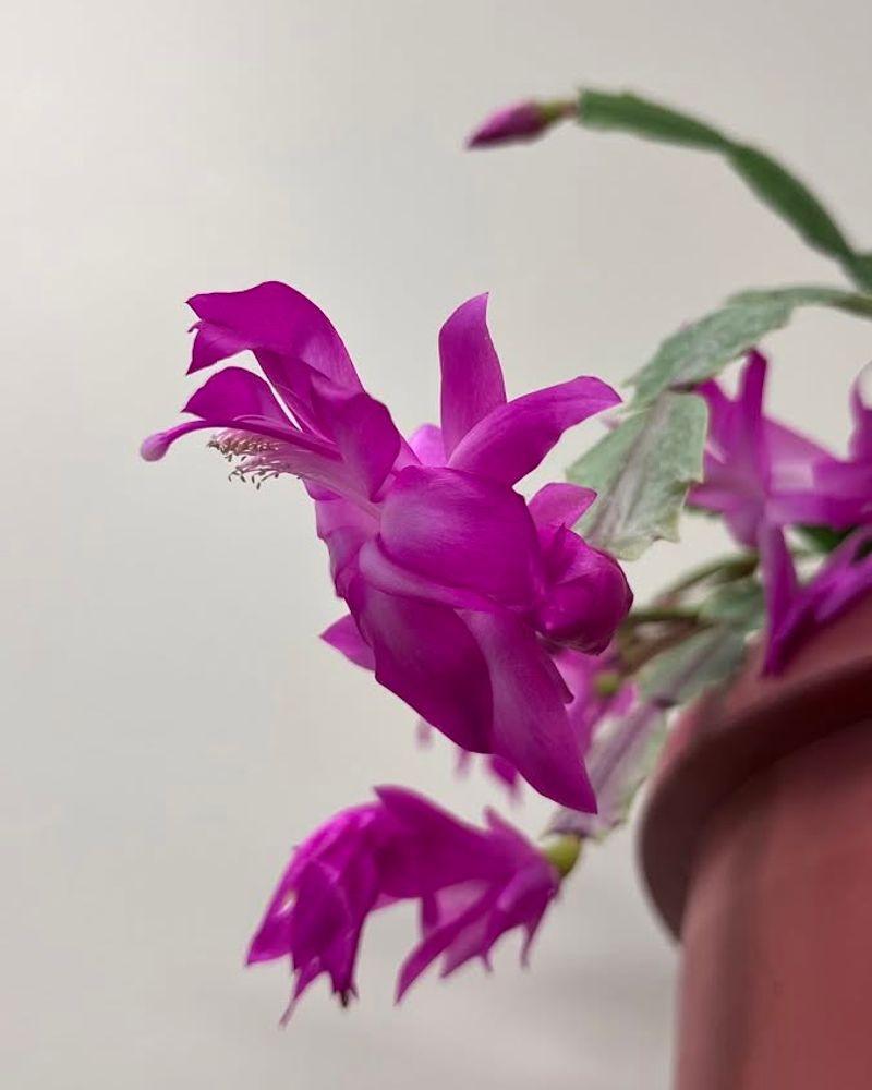 Maintain Cool Evening Temperatures