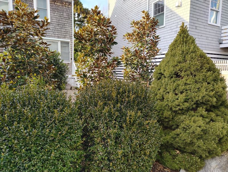 Select Cold-Hardy Evergreen Varieties