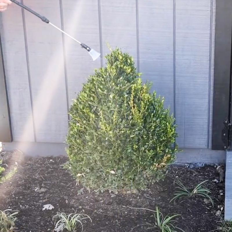 Prune Damaged Growth In Early Spring