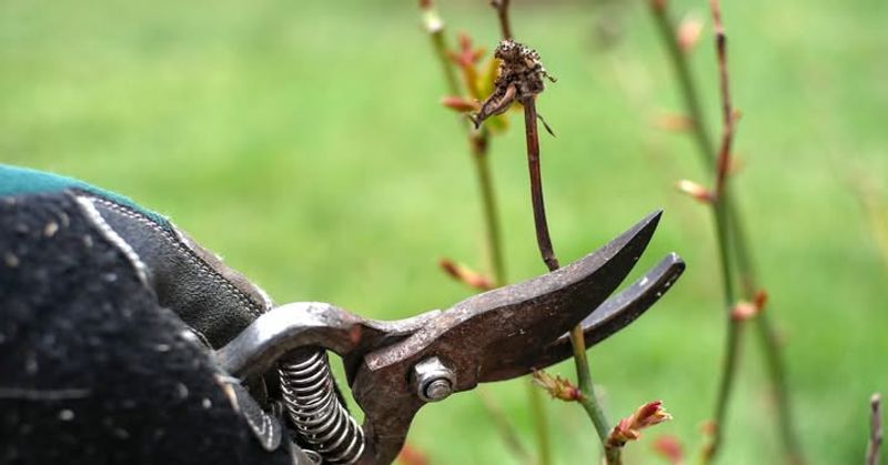 Prune Severely Damaged Branches Properly