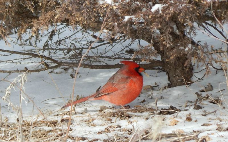Use Natural Shelters To Protect Birds From Winter Storms