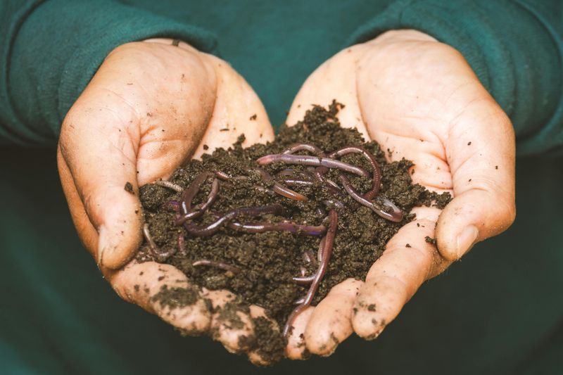 Attracts Beneficial Earthworms