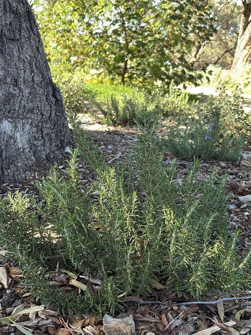 Requires Minimal Water Once Established