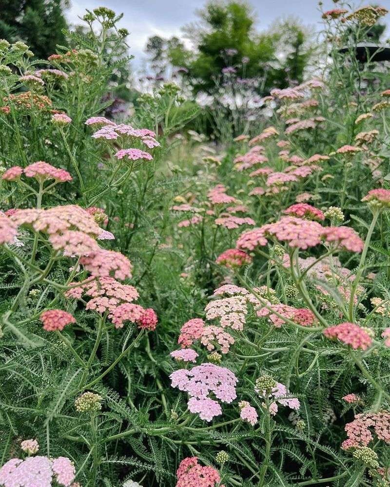 Thrives In Tough Spots Where Other Plants Struggle