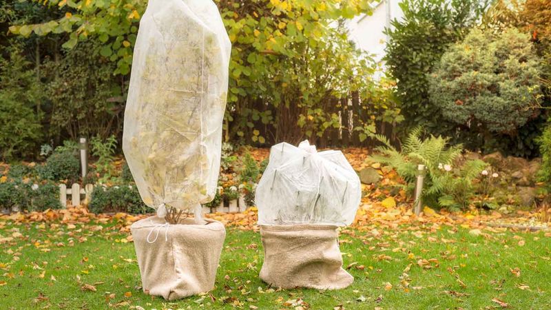 Protect Young Trees And Shrubs With Wrapping