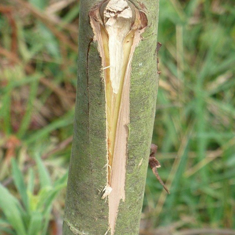 Apply Wound Dressing Sparingly If At All