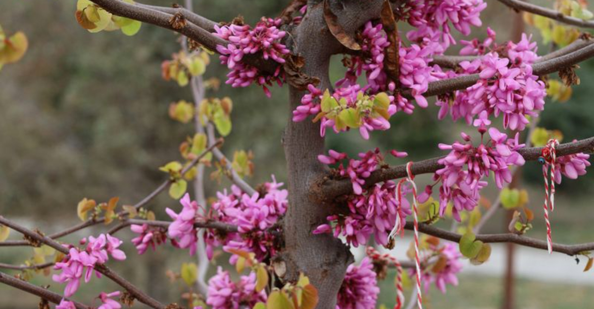 eastern redbud tree blooming branches