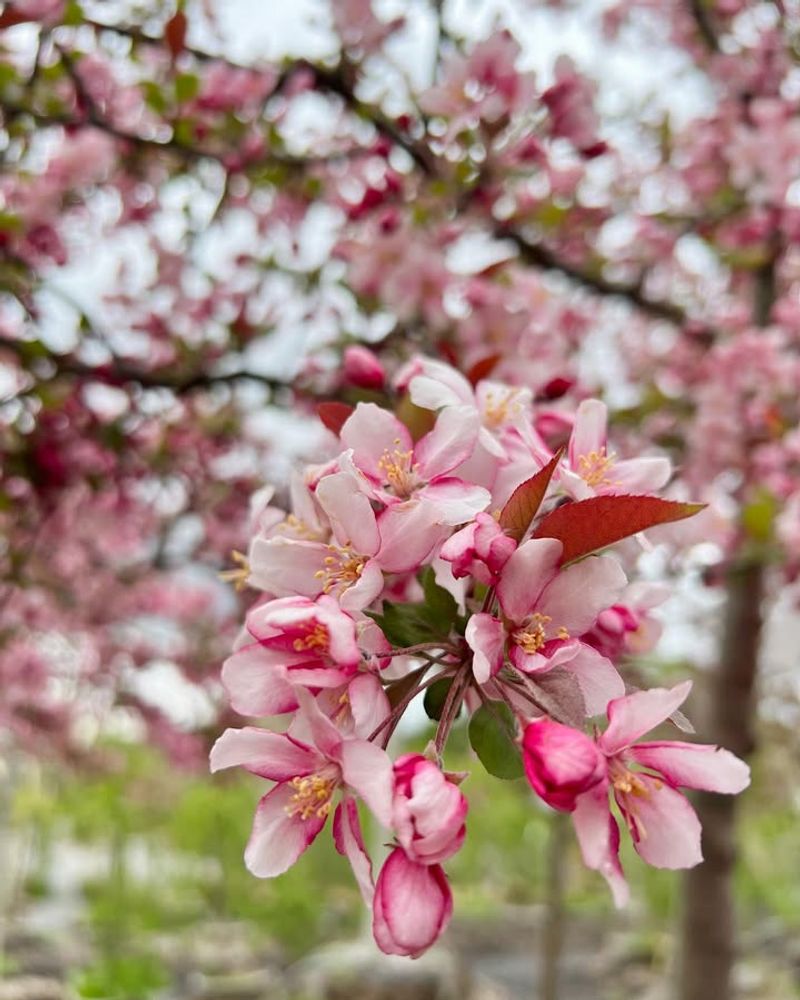 It's The Flowering Crabapple (Malus Species)