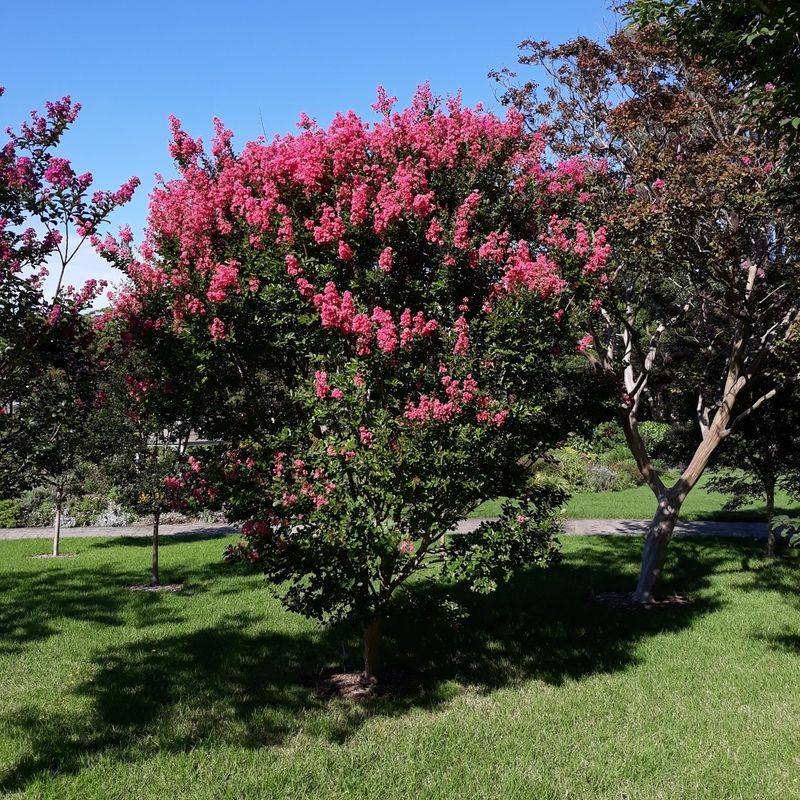 It's The Crape Myrtle (Lagerstroemia Indica And Hybrids)