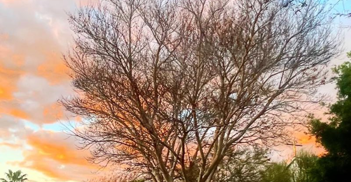 Prune This Tree In Late Winter For A Stunning Early Spring Display In North Carolina