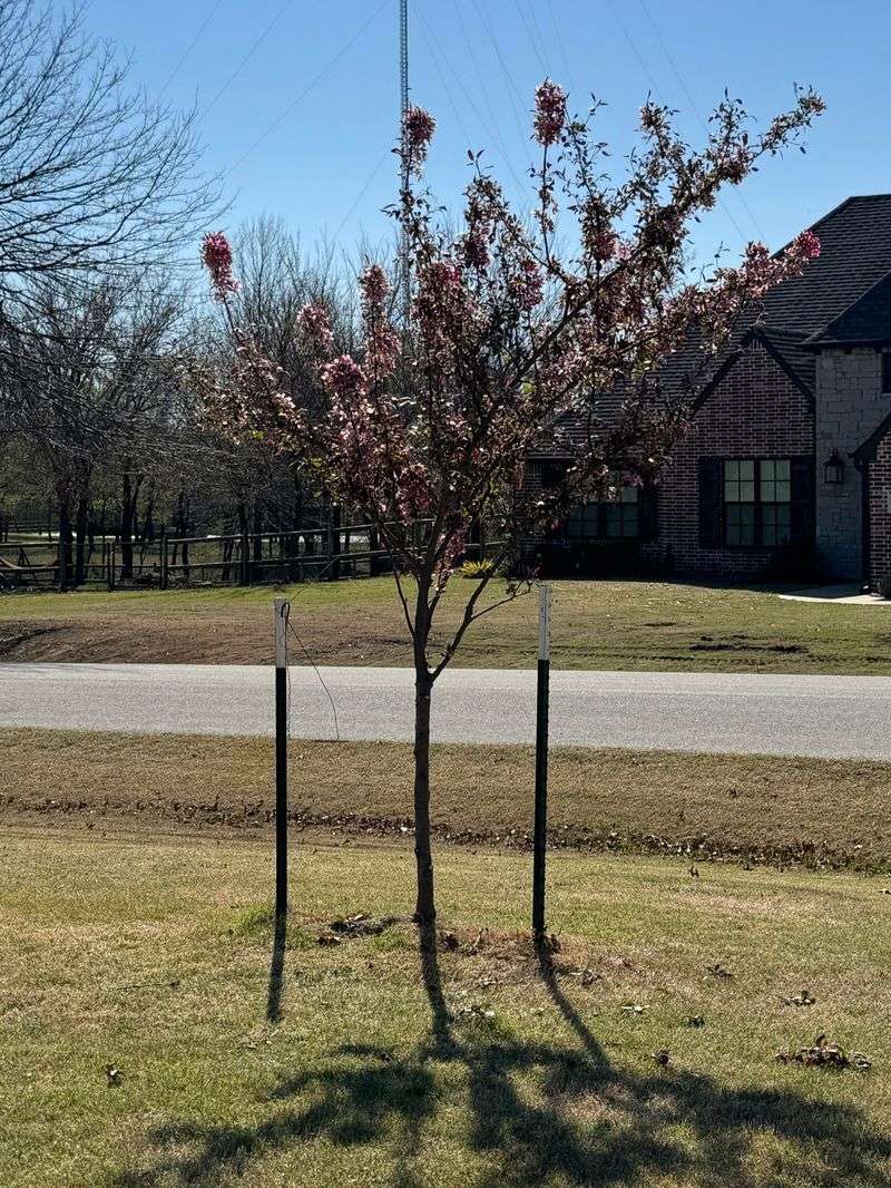 Why Flowering Crabapples Benefit From Late-Winter Pruning