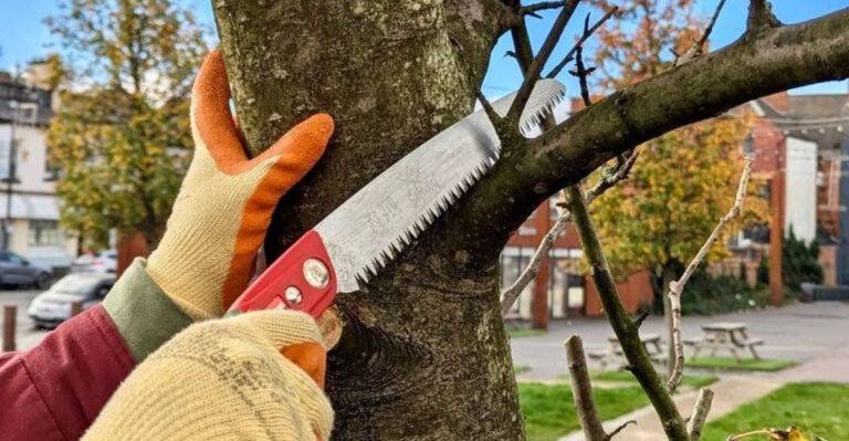 cutting tree branches