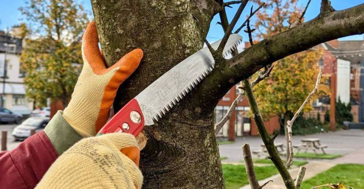 cutting tree branches