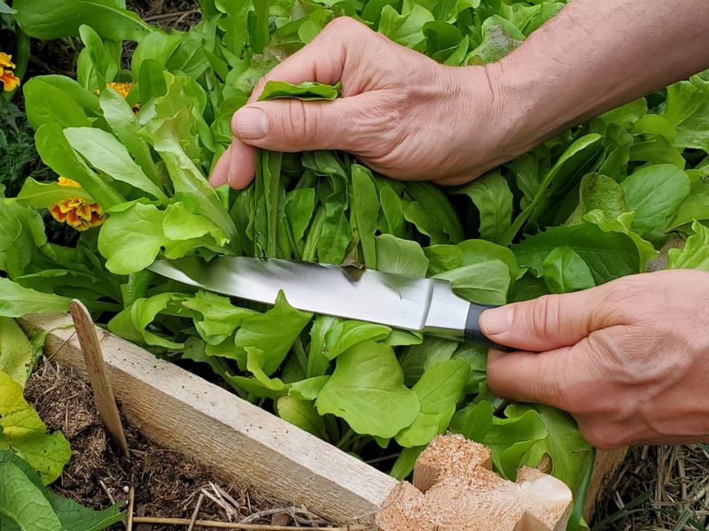 Plant Cool-Season Vegetables For Early Harvests