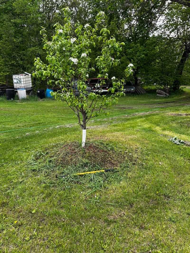 Apply Dormant Oil Spray For Pest Control