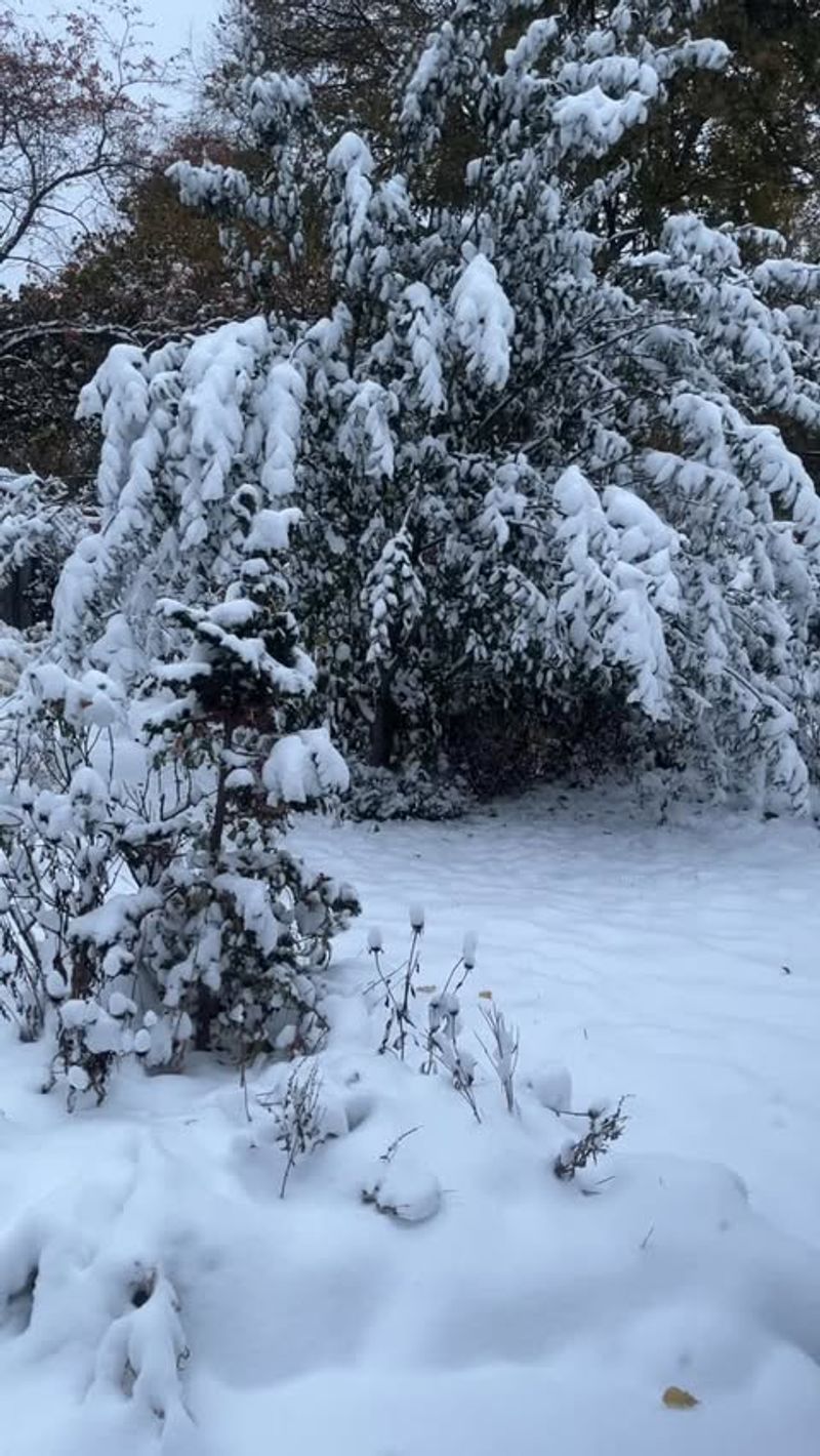 Letting Heavy Snow Accumulate On Branches