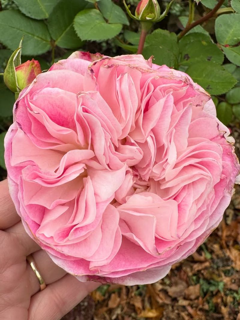 Increased Water Availability During Bud Formation Matters