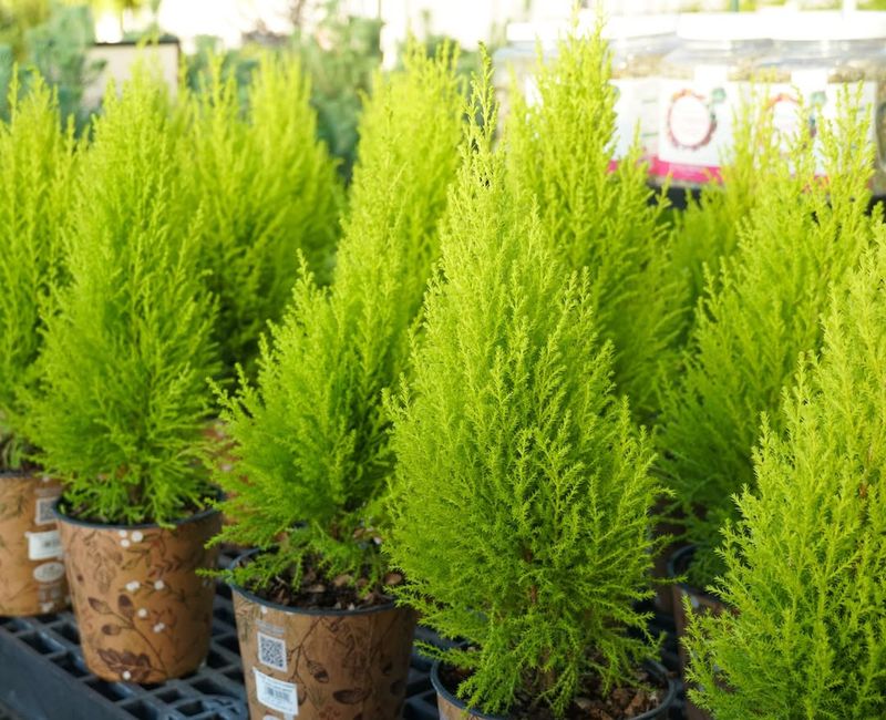 Soil Quality Affects Long-Term Health