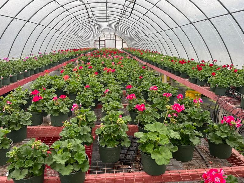 Scheduling Bloom Times for Market Demand