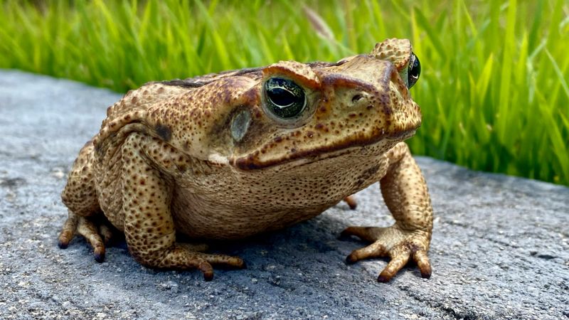 Cane Toad