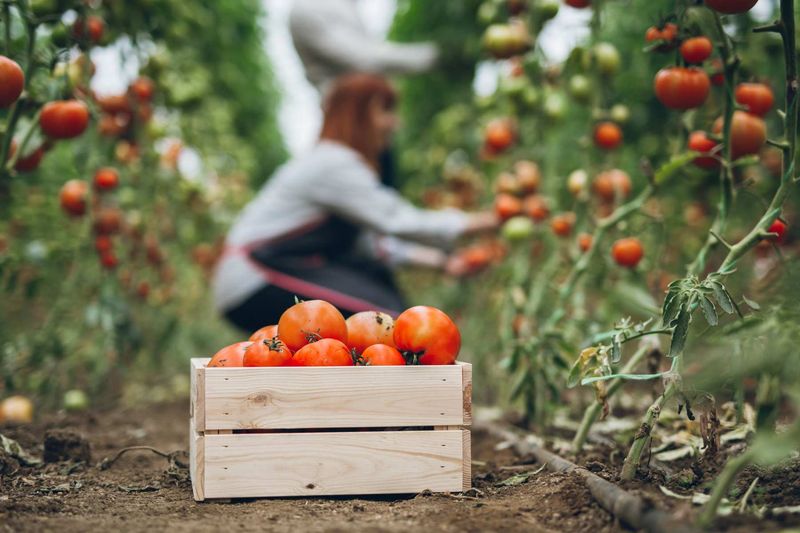 Checking For Ripe Vegetables Ready To Harvest