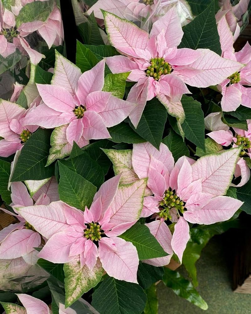 Festive Pink Poinsettias