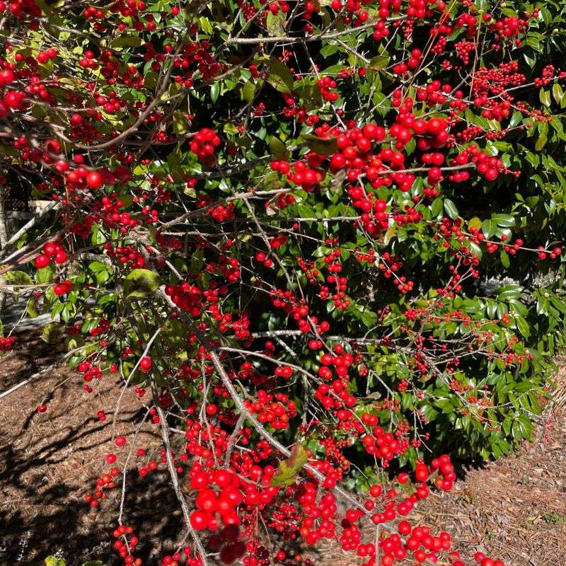 Winterberry Holly