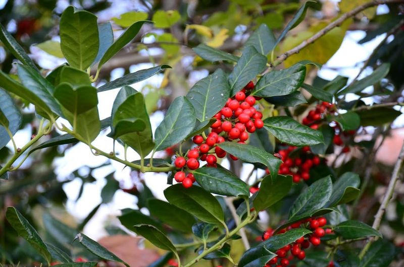 American Holly