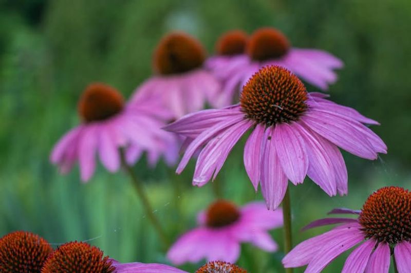 Growing Purple Coneflower From Seed Costs Almost Nothing And Rewards Patience