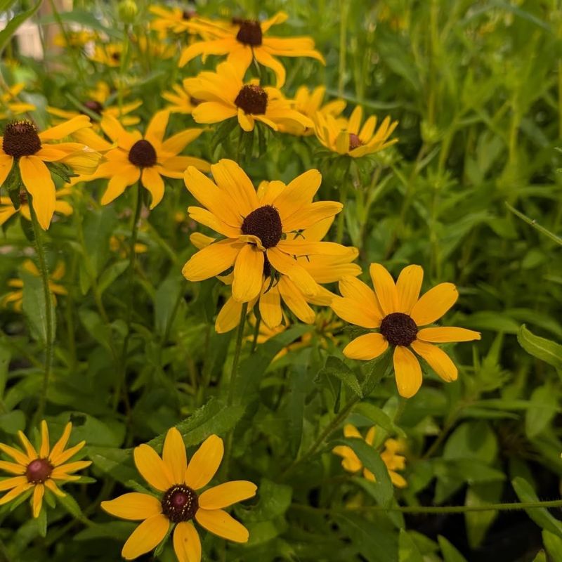 Black-Eyed Susan (Rudbeckia Hirta)