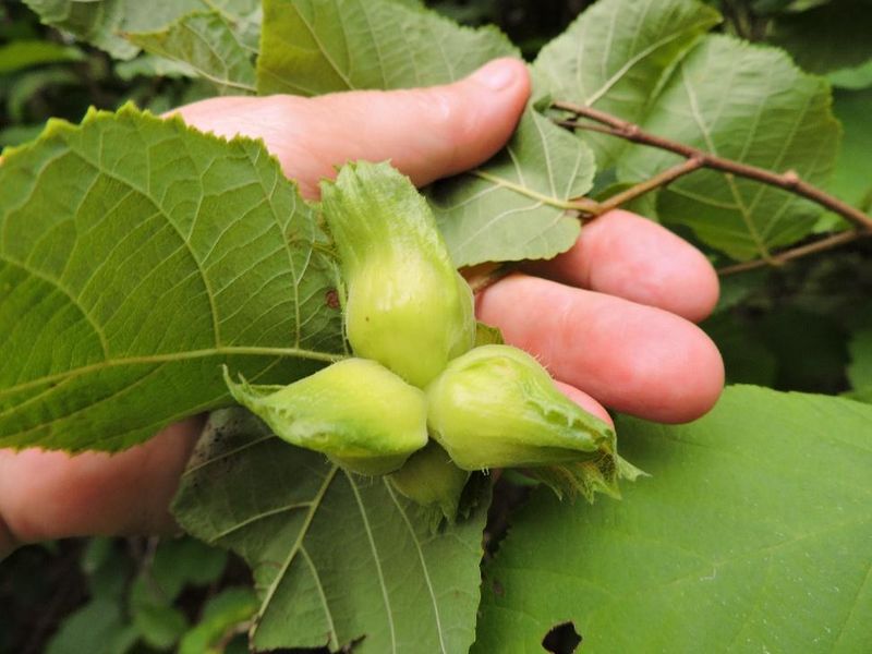 American Hazelnut (Corylus Americana)
