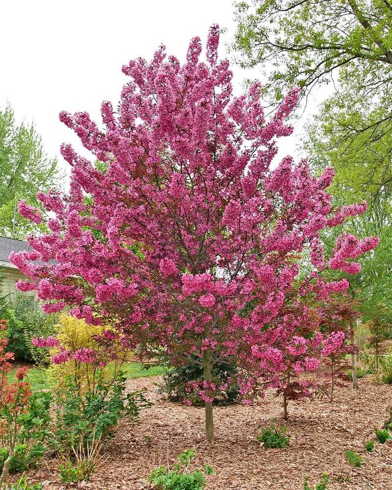 Crabapple Trees (Malus Species)